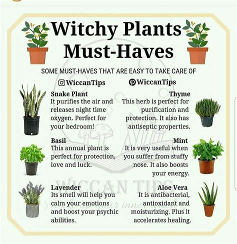 Wicksd witch plant